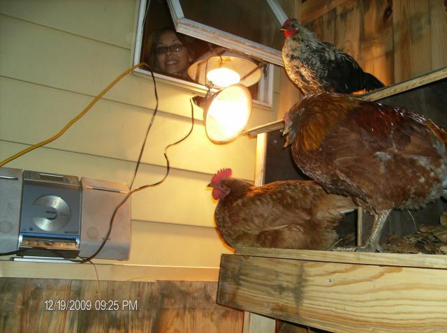 42887_chicken_coop_064.jpg