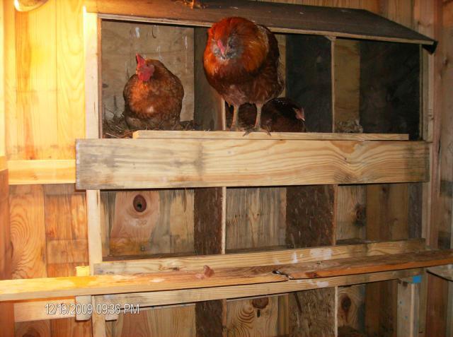 42887_chicken_coop_067.jpg