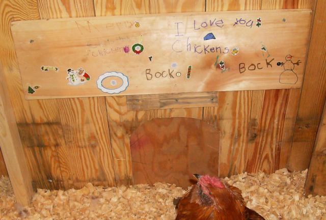 42887_chicken_coop_073.jpg