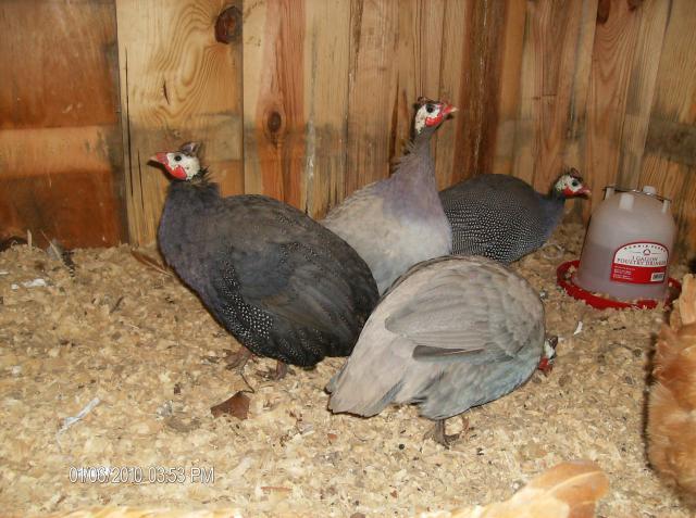 42887_chicken_coop_177.jpg
