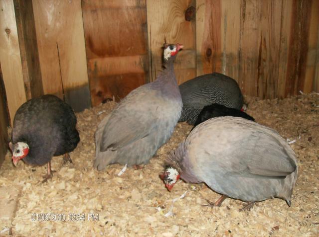 42887_chicken_coop_178.jpg