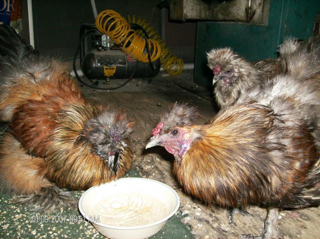 42887_chickens_247.jpg