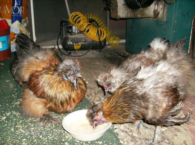 42887_chickens_248.jpg