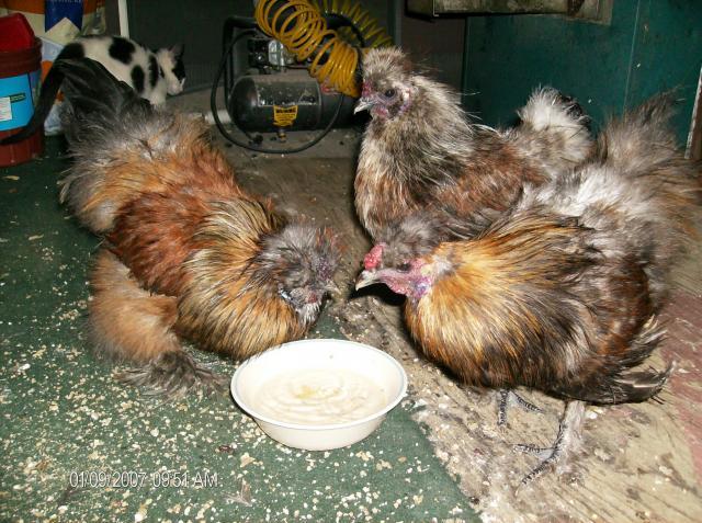 42887_chickens_250.jpg