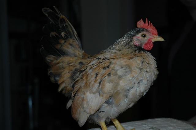 42938_ivan2.jpg