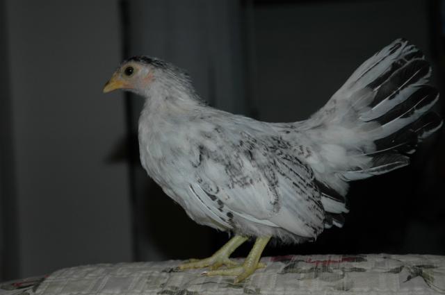 42938_yin1.jpg