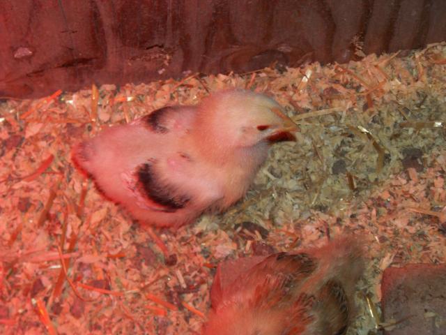 42968_100_1767.jpg