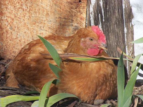 42968_chick1.jpg