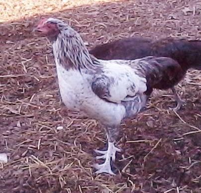 42987_032.jpg