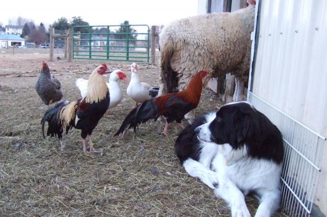 42987_izzy_and_barnyard_animals.jpg