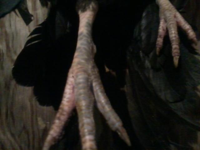 42987_photo050.jpg