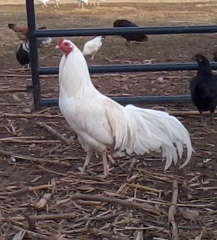 42987_photo275_427x472.jpg