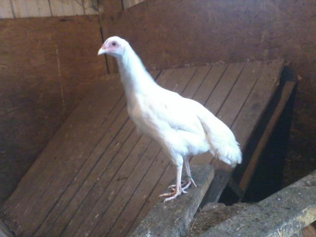 42987_whitepullet.jpg