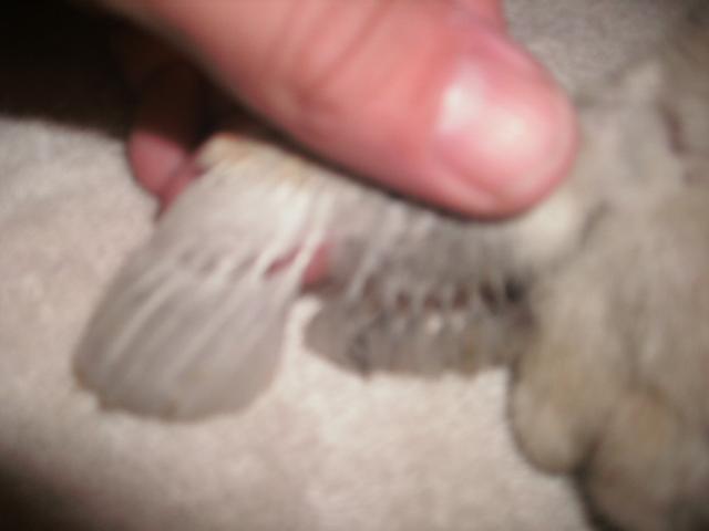 42992_gedc1016.jpg