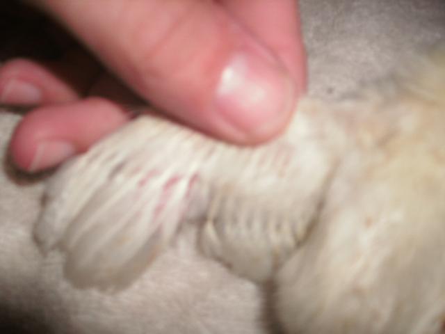 42992_gedc1032.jpg