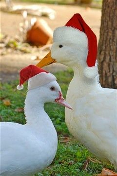 43005_chrismasducks.jpg