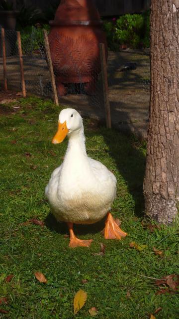 43005_p1030768.jpg