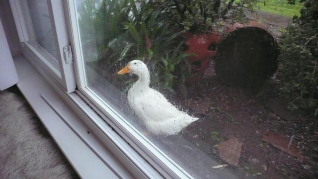 43005_rainyduck.jpg
