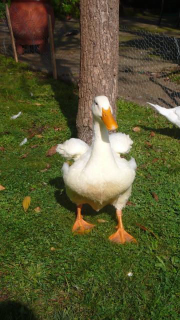 43005_toofat.jpg