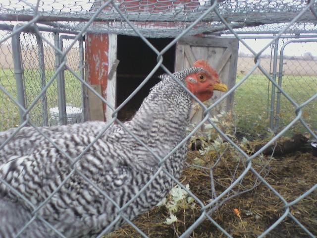 43009_chichen_br.jpg