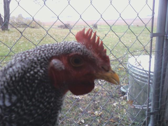 43009_chichen_br_head.jpg