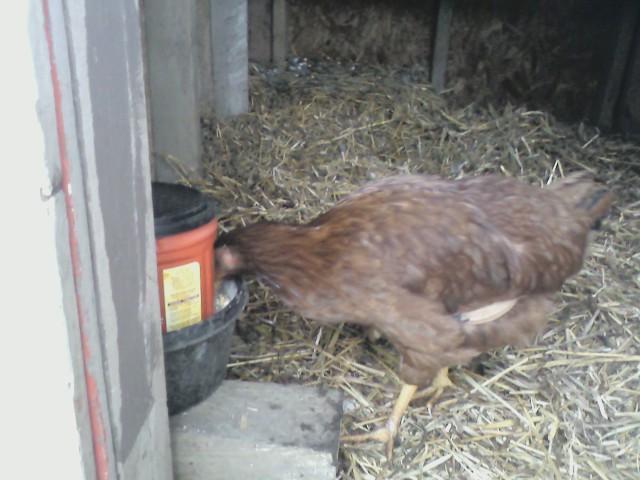 43009_chicken_rir_hen.jpg