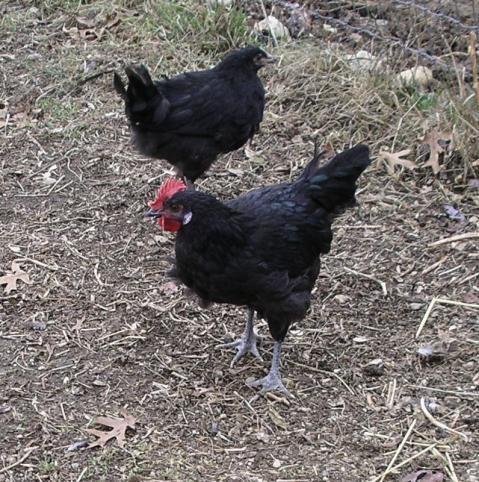 43027_sandhill_pene_roo_and_pullet3.jpg