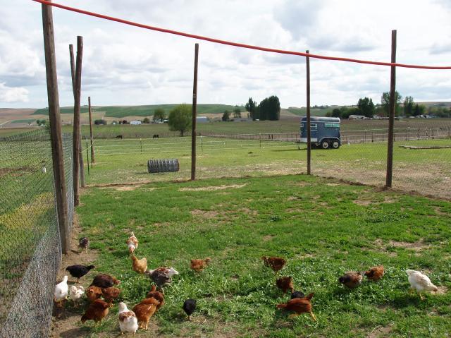 43030_chickencoop_before_002.jpg