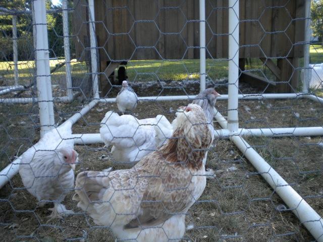 4305_dscn0775.jpg