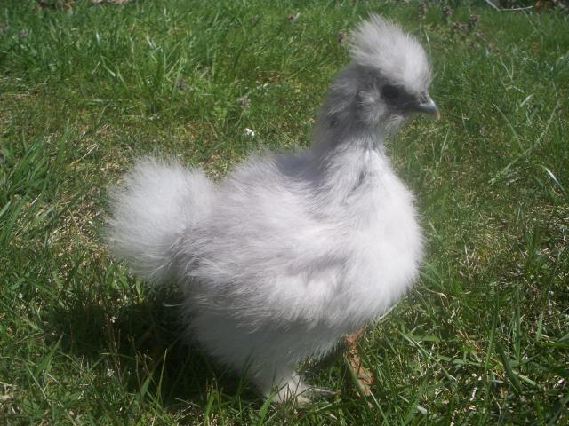43069_april_2010-seramas_silkies_022.jpg