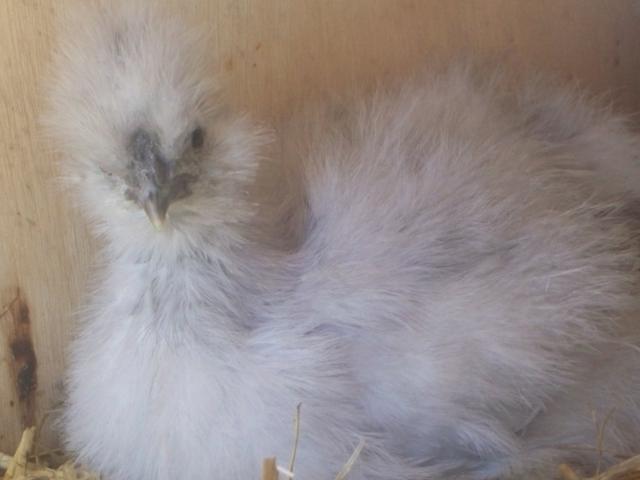 43069_april_2010-seramas_silkies_032.jpg