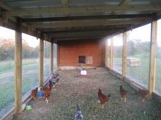 43069_chicken_run_1.jpg