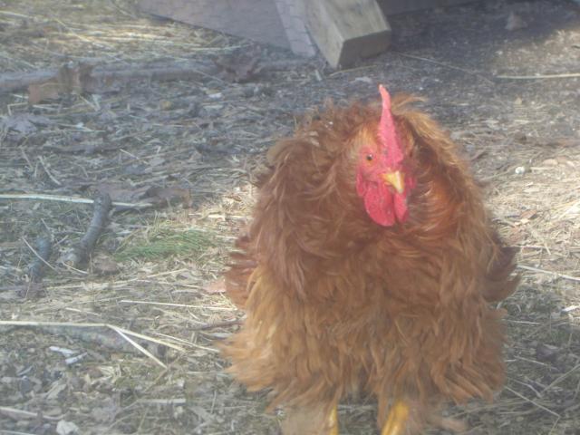 43069_chickens_035.jpg