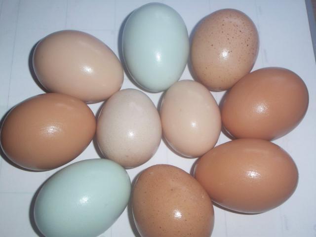 43069_eggs_002.jpg