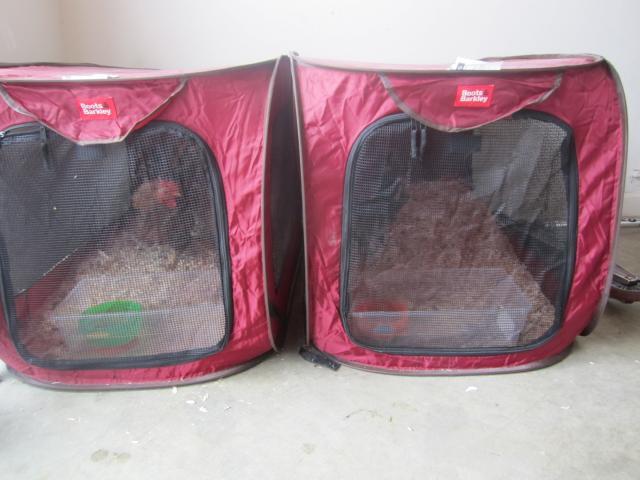 43069_indoor_chicken_coops_boys_jan_2011_003.jpg