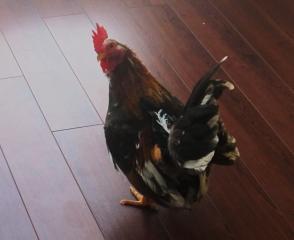 43069_indoor_chickens_030.jpg