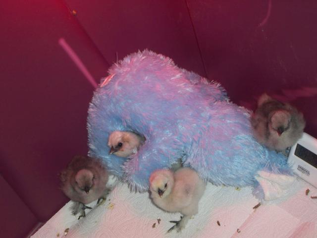 43069_silky_chicks_001.jpg