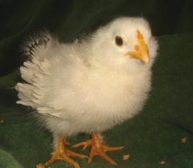 43069_sizzle_leg_chick1.jpg