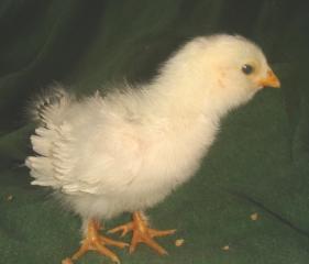 43069_sizzle_leg_chick_2.jpg