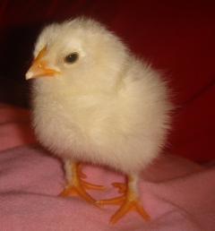 43069_sizzled_leg_chick.jpg