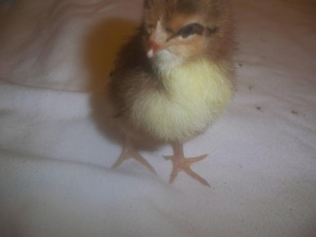 43069_spring_2010_lots_of_chick_pics_018.jpg