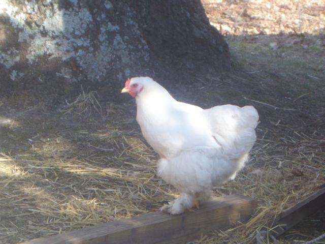 43069_spring_2010_lots_of_chick_pics_078.jpg