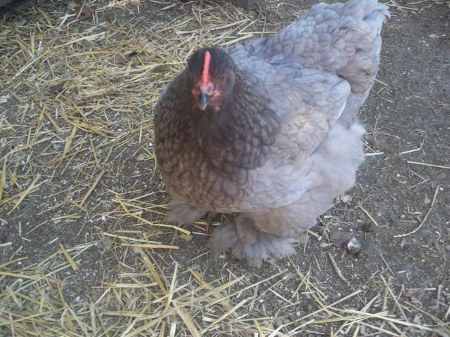 43069_spring_2010_lots_of_chick_pics_084.jpg