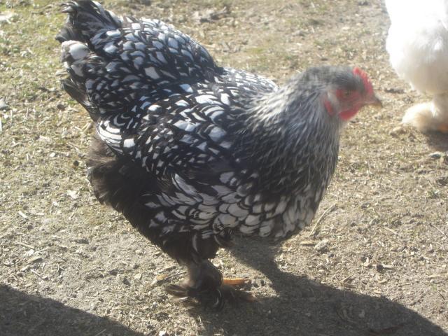 43069_spring_2010_lots_of_chick_pics_089.jpg
