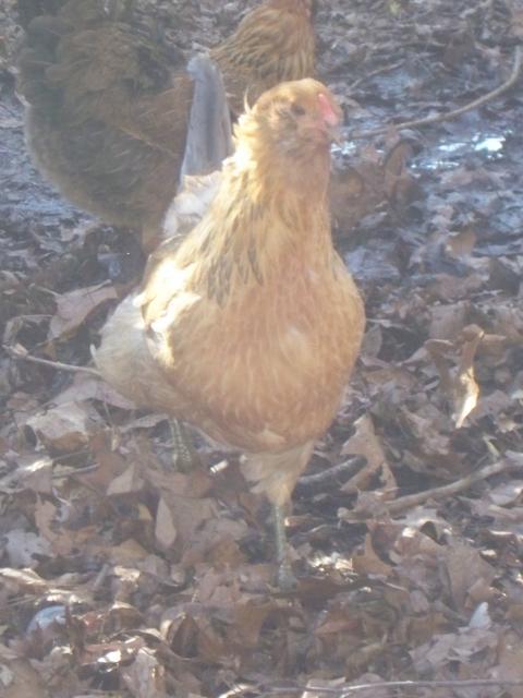 43069_spring_2010_lots_of_chick_pics_091.jpg