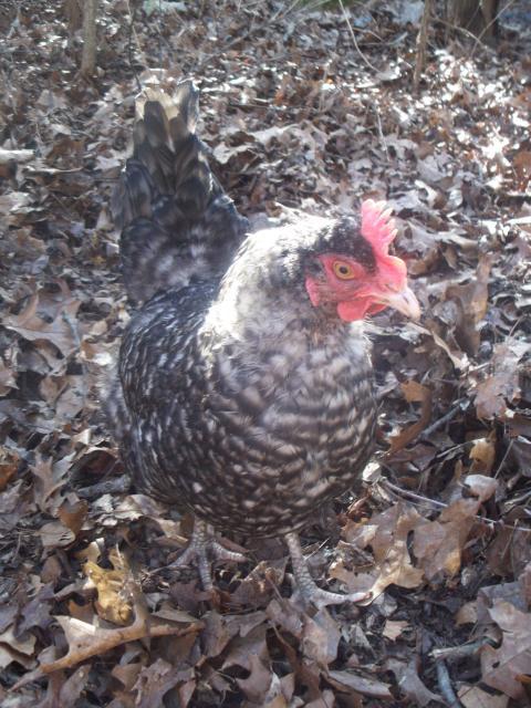 43069_spring_2010_lots_of_chick_pics_093.jpg