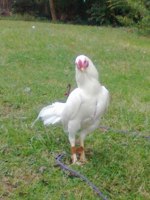 43076_image0657.jpg