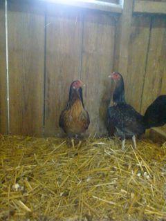 43076_image0728.jpg
