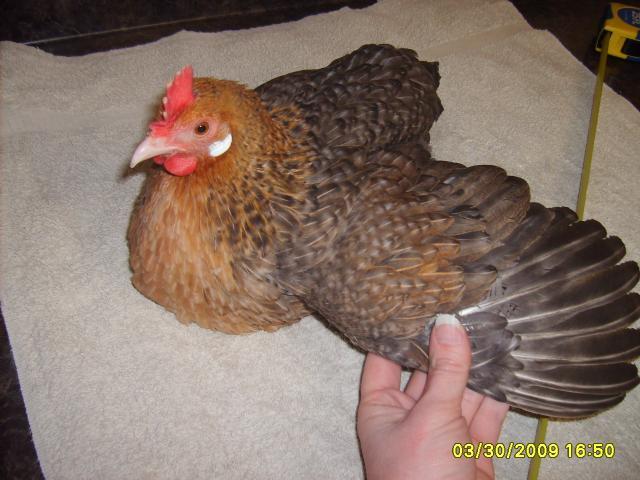 4307_s5001075.jpg