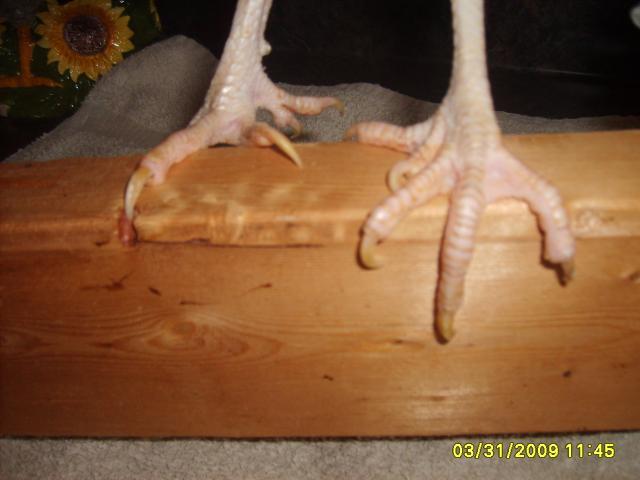 4307_s5001084.jpg